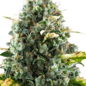 Moby Dick CBD Seeds