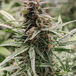 Girl Scout Cookies Feminized Seeds